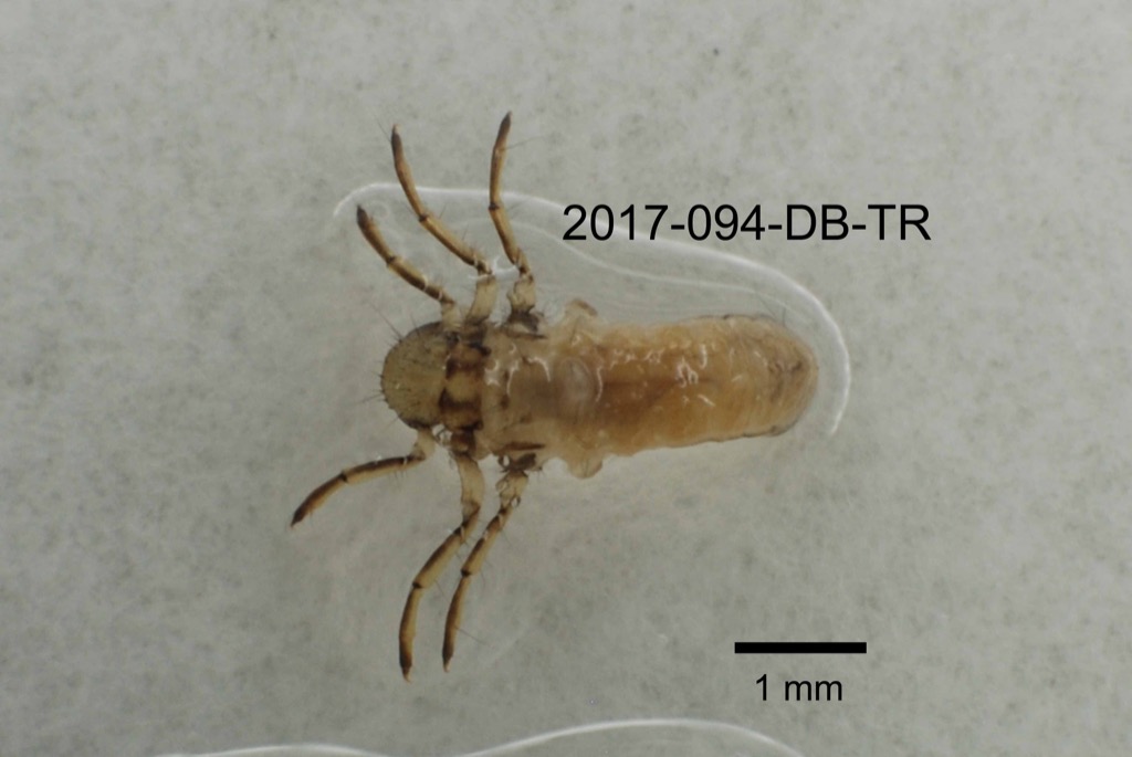 dorsal