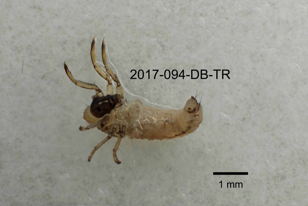 ventral