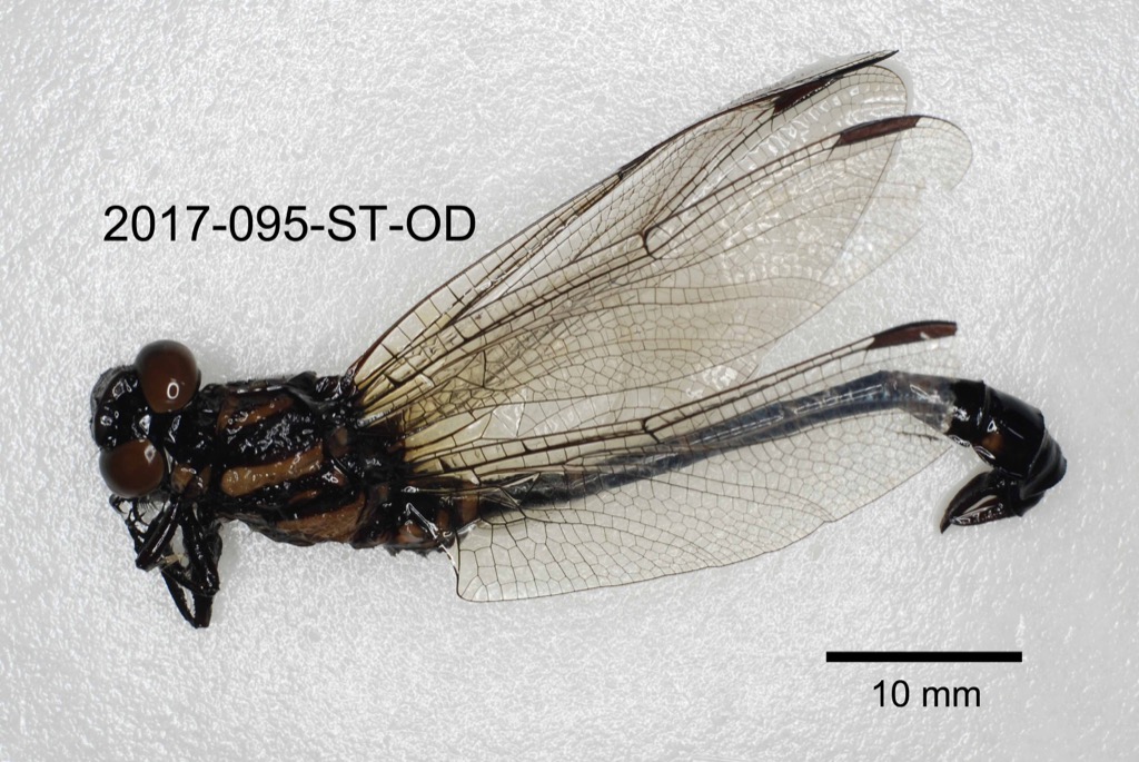 lateral