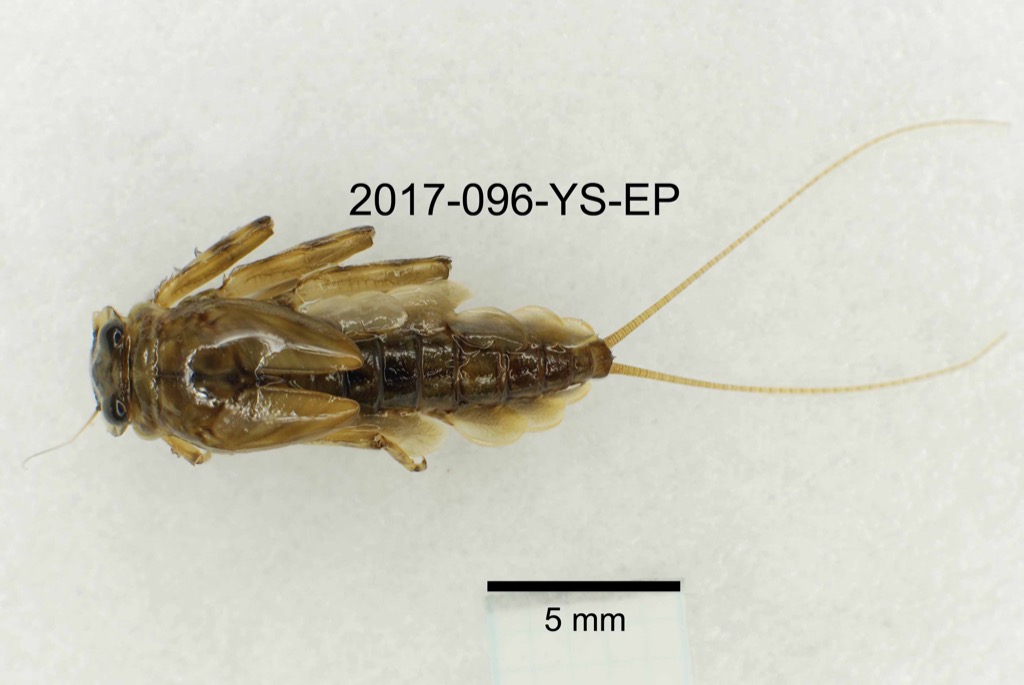 dorsal