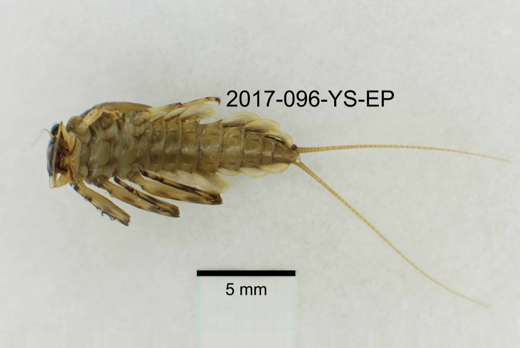 ventral