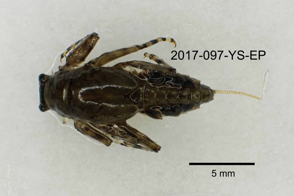 dorsal