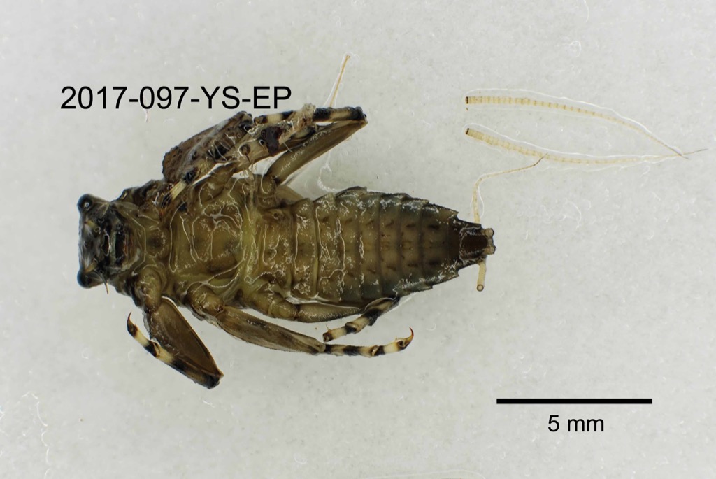 ventral