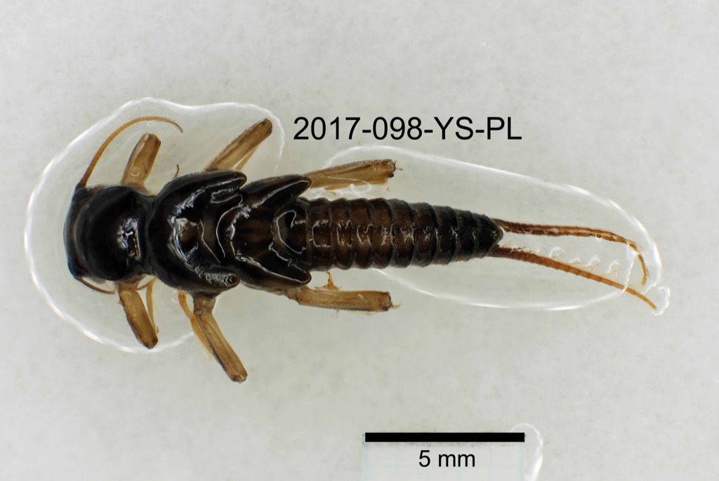 dorsal