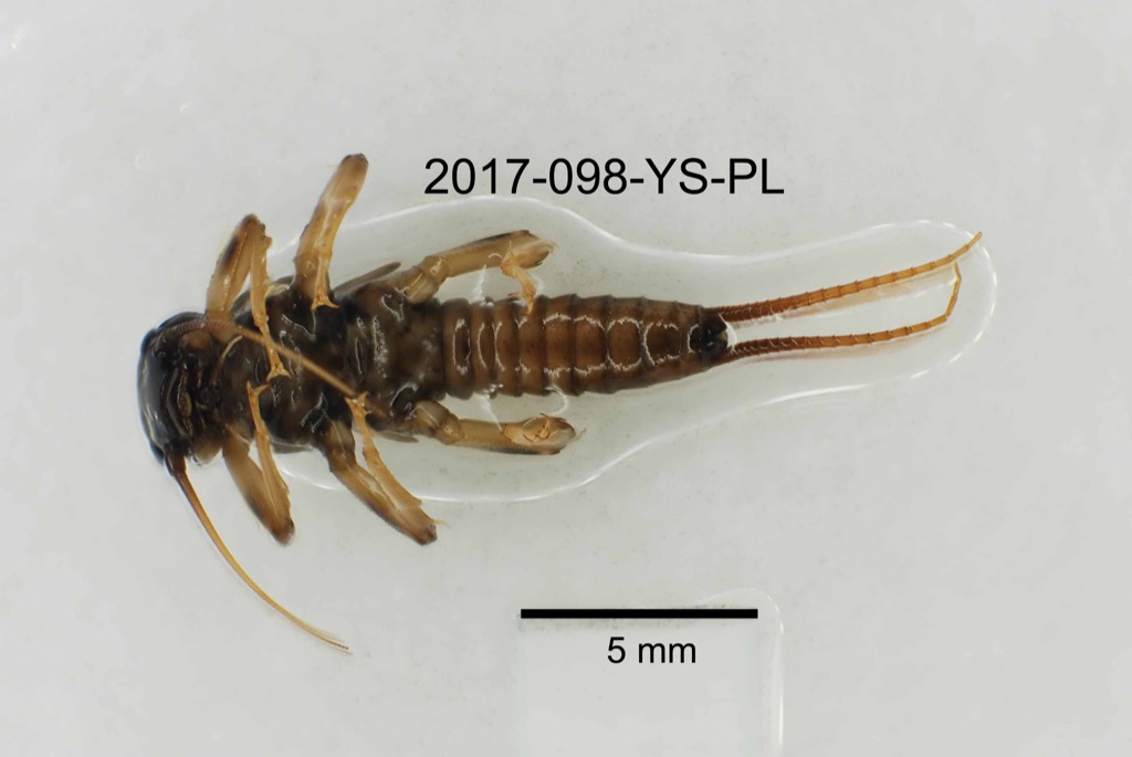 ventral