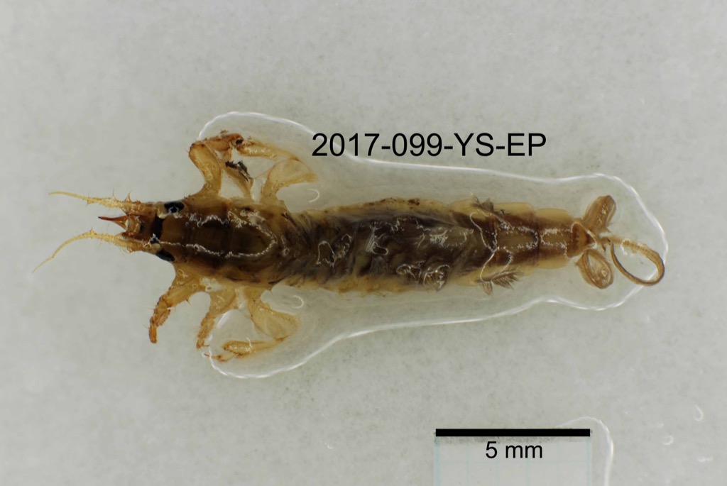 dorsal