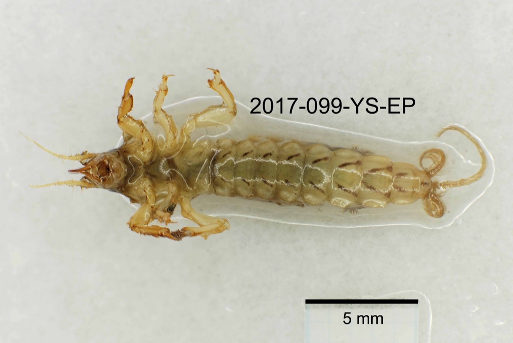 ventral