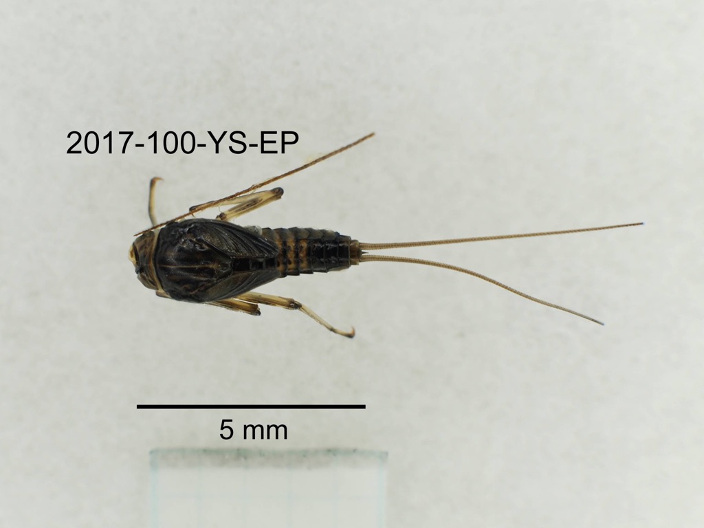 dorsal