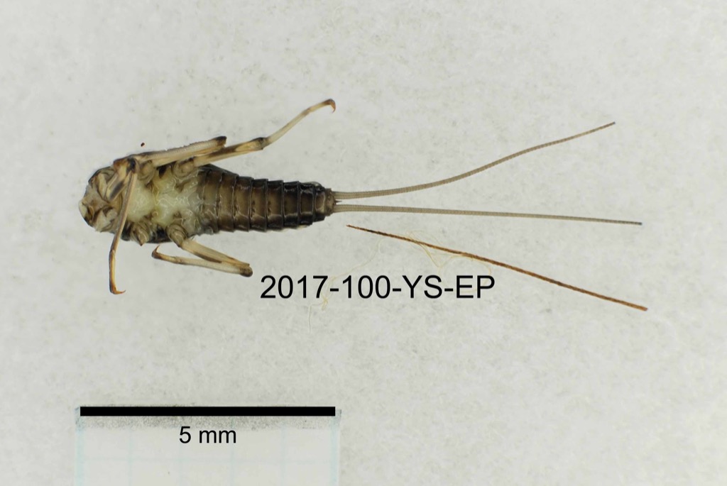 ventral
