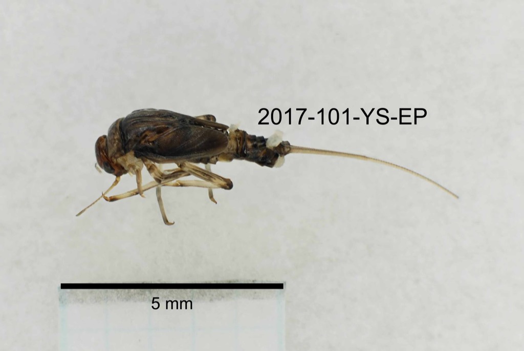 dorsal