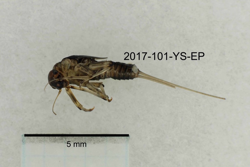 ventral