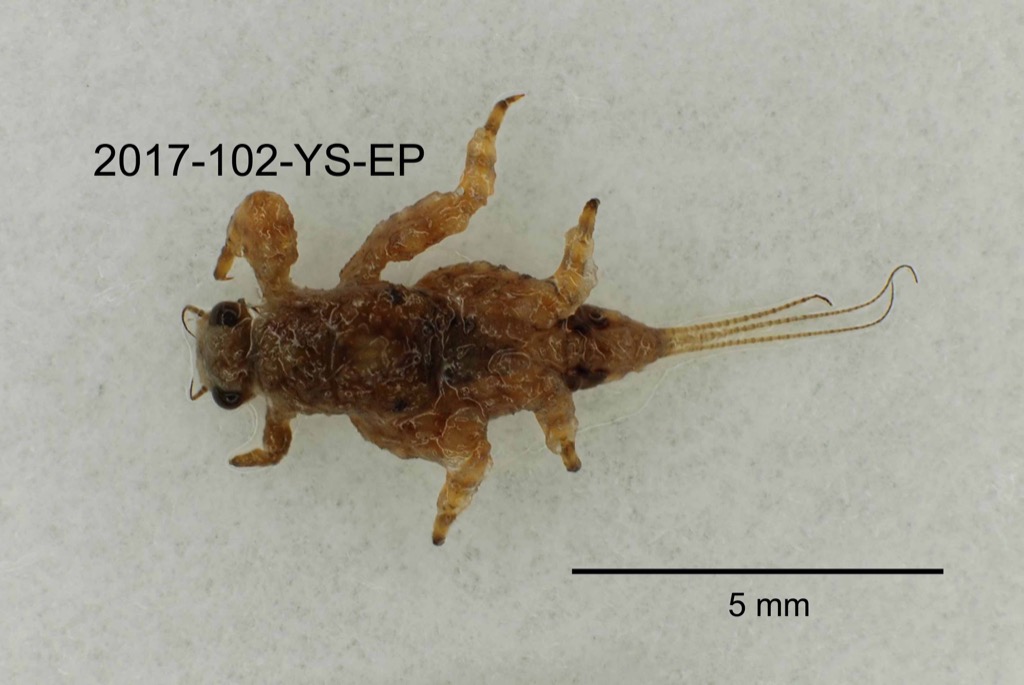 dorsal