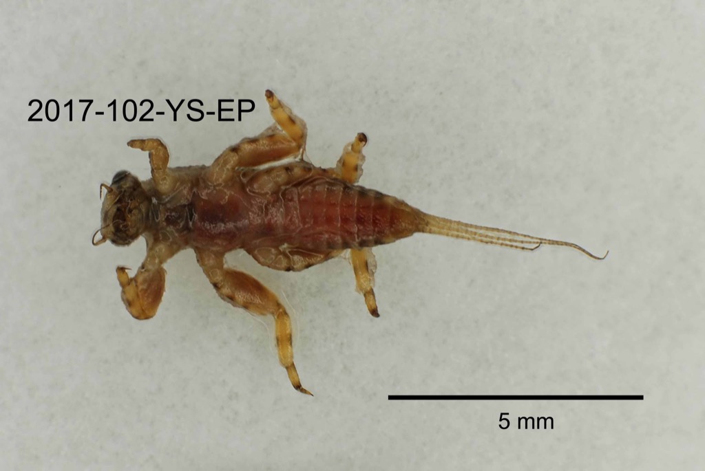 ventral