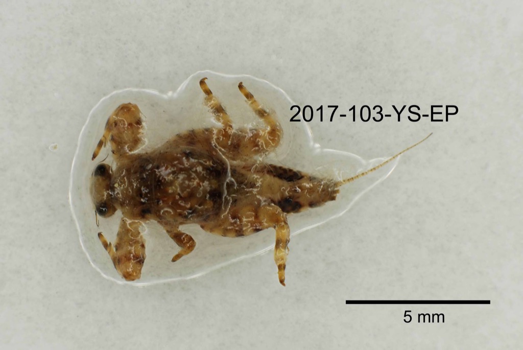 dorsal