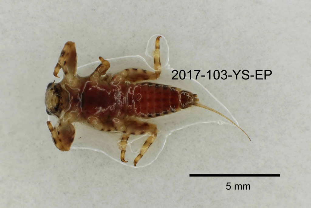 ventral