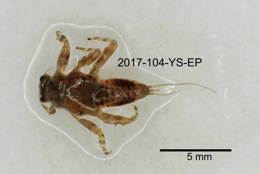 dorsal