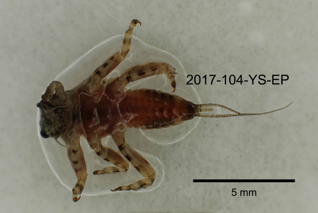 ventral