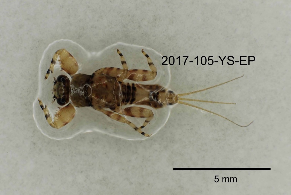 dorsal