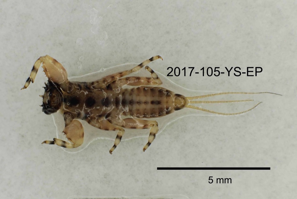 ventral