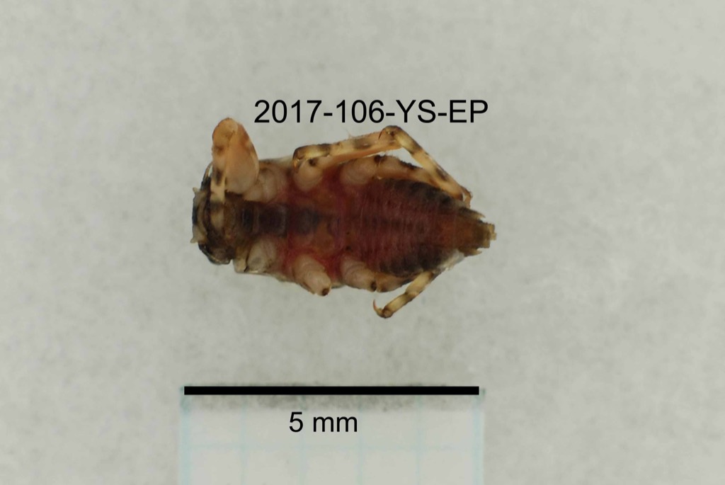 ventral