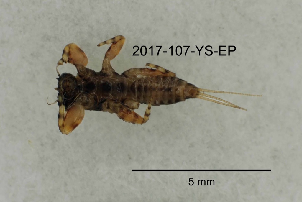 ventral
