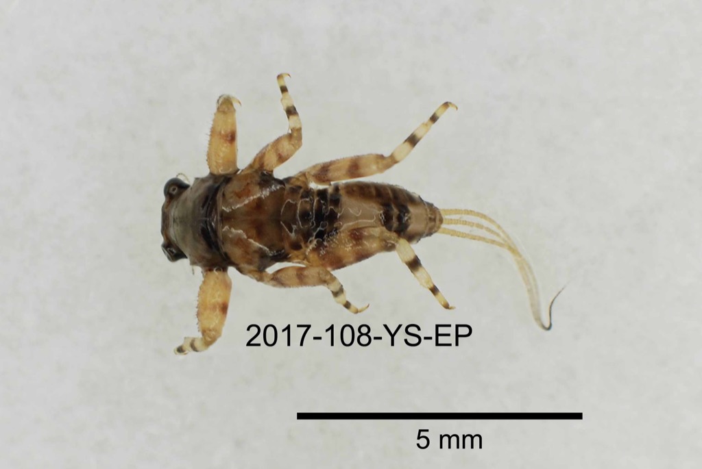 dorsal