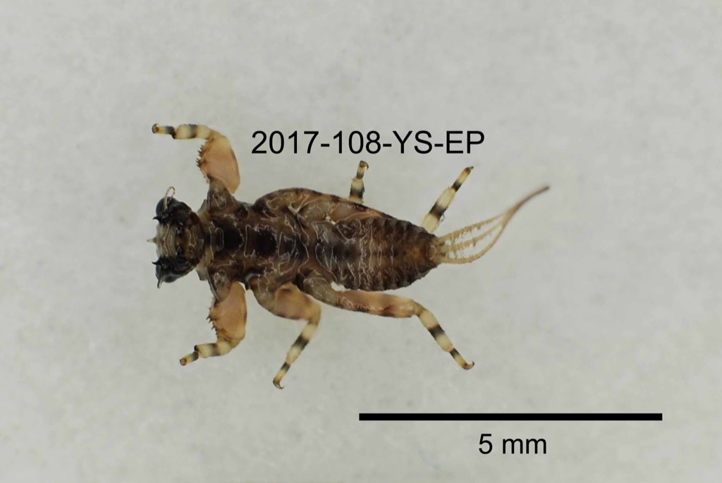 ventral