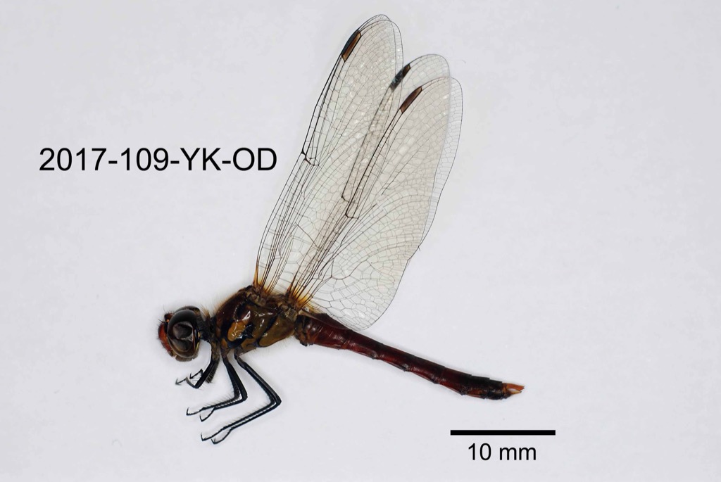 lateral