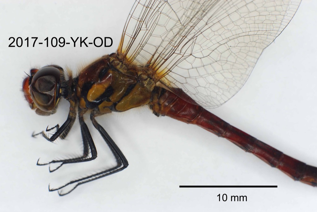head and thorax lateral