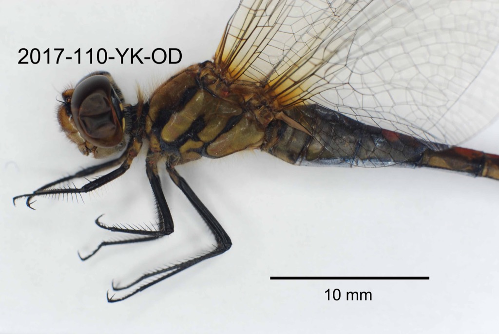 head and thorax lateral