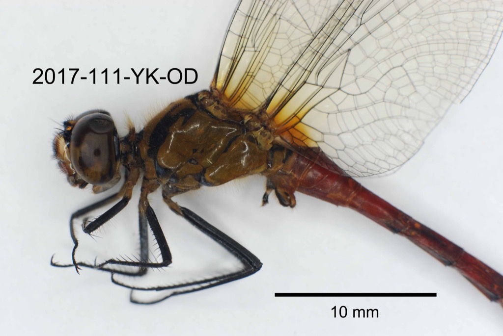 head and thorax lateral
