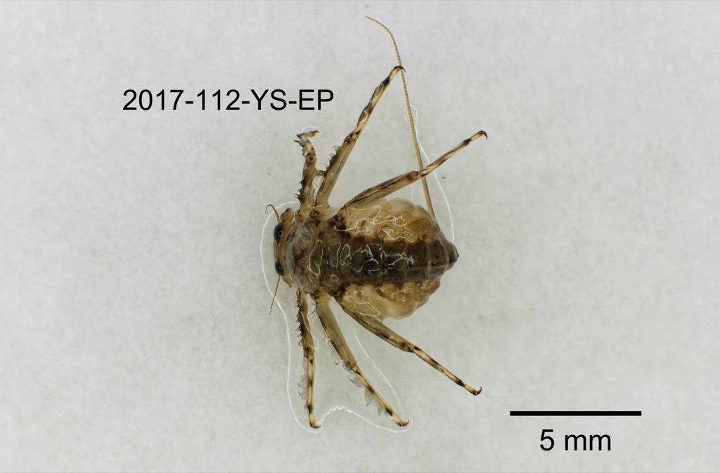 dorsal