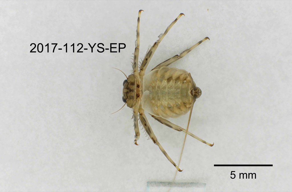 ventral