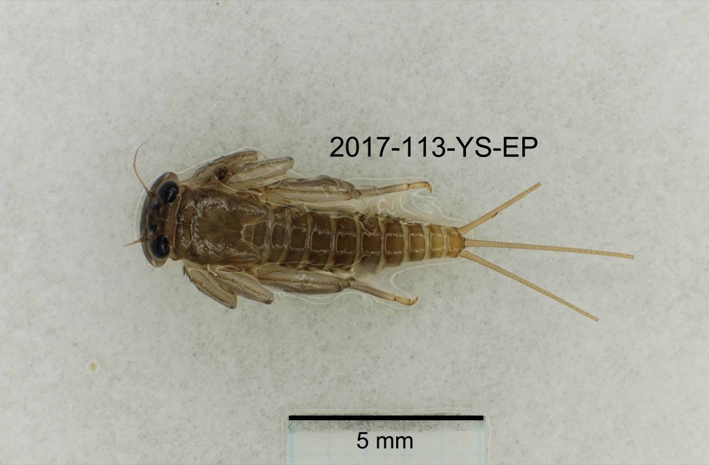 dorsal