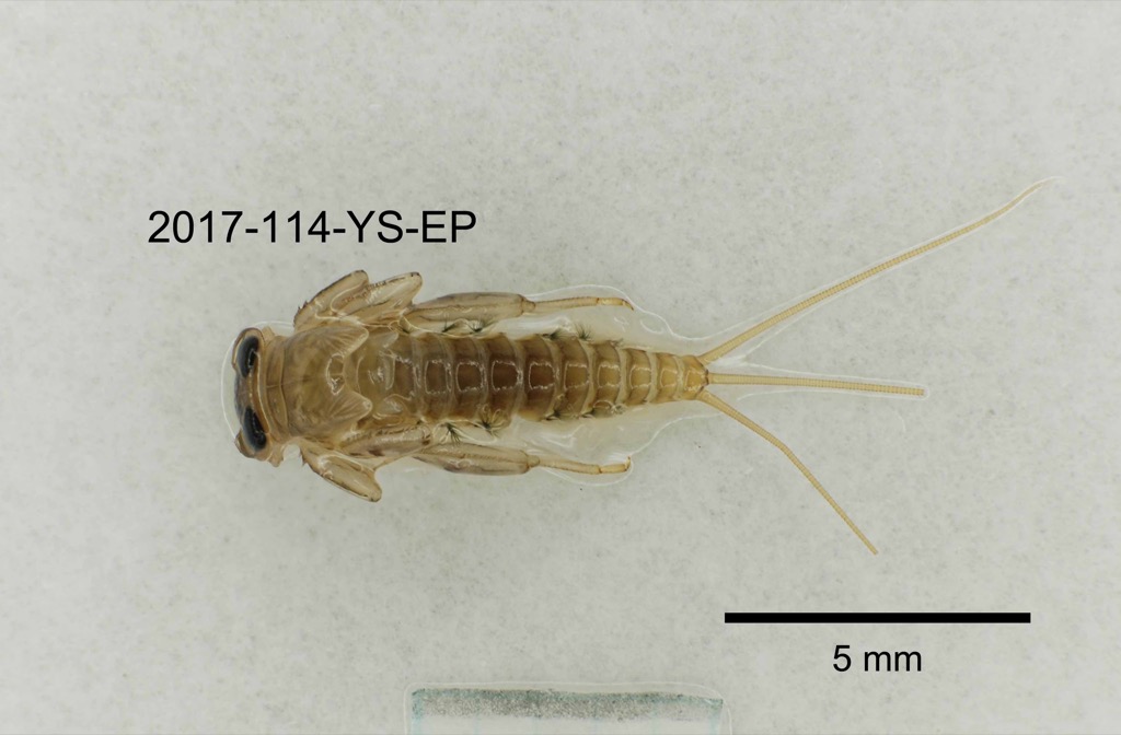 dorsal