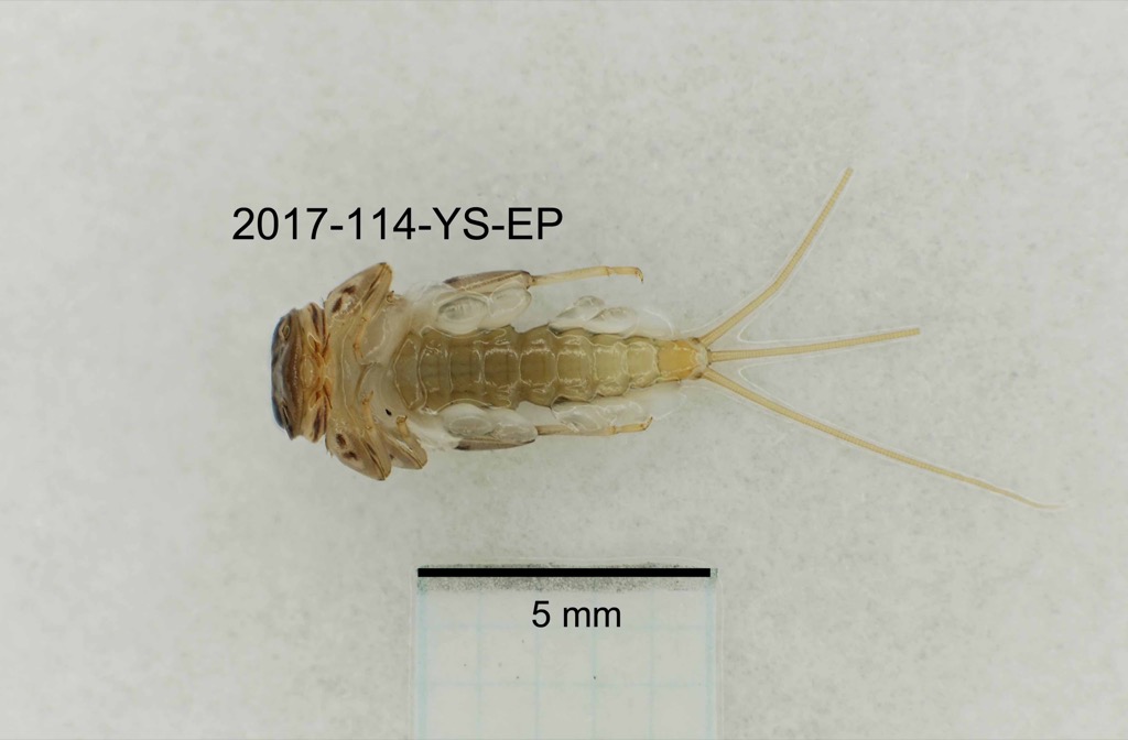 ventral