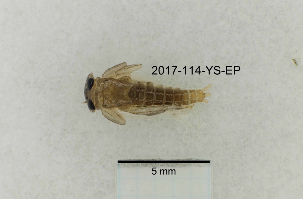 dorsal