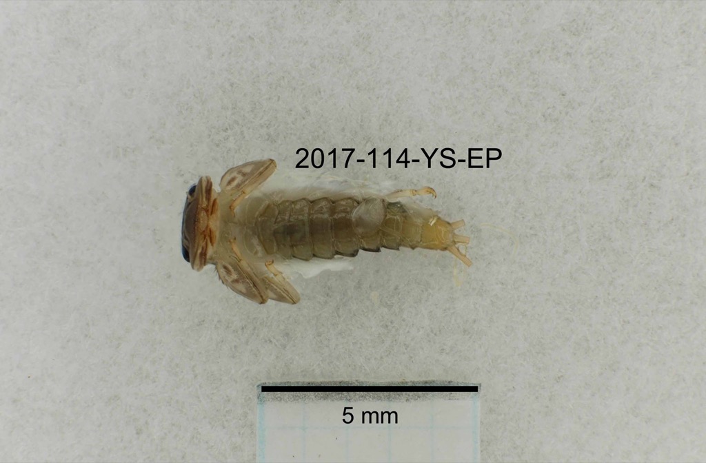 ventral