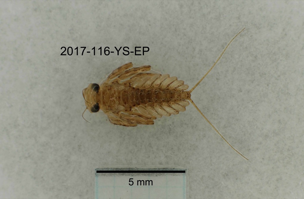 dorsal