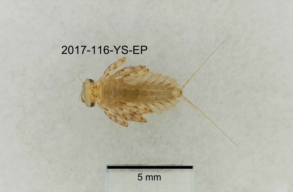 ventral