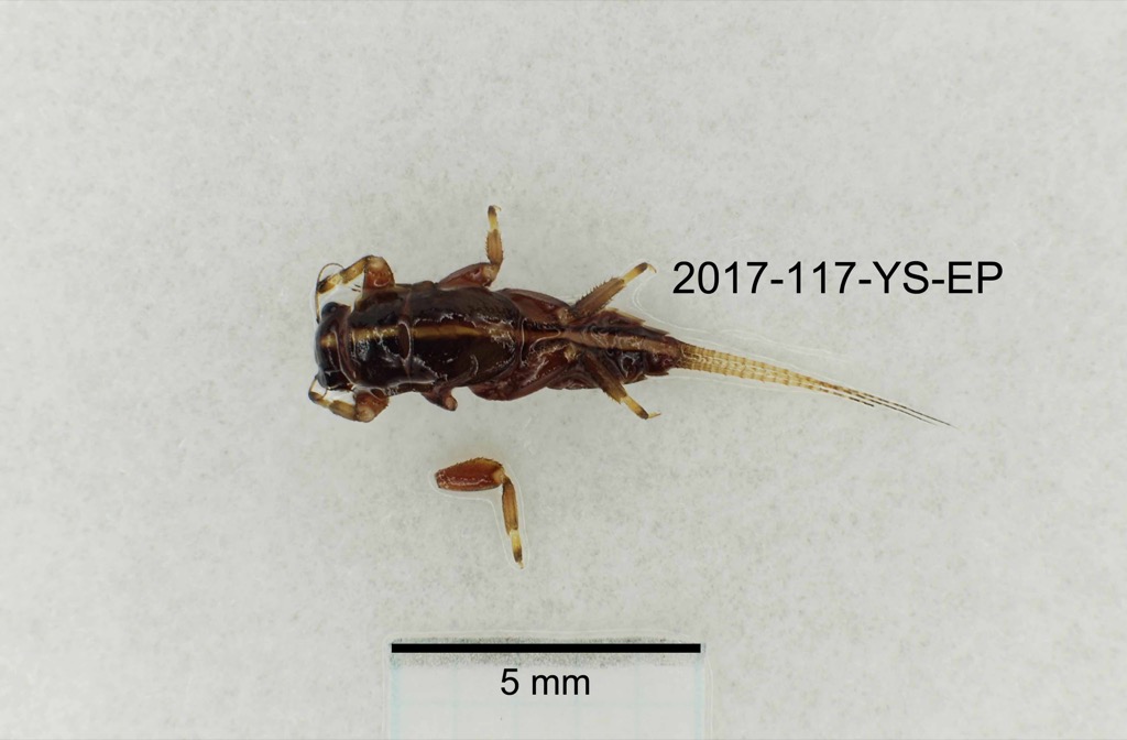 dorsal