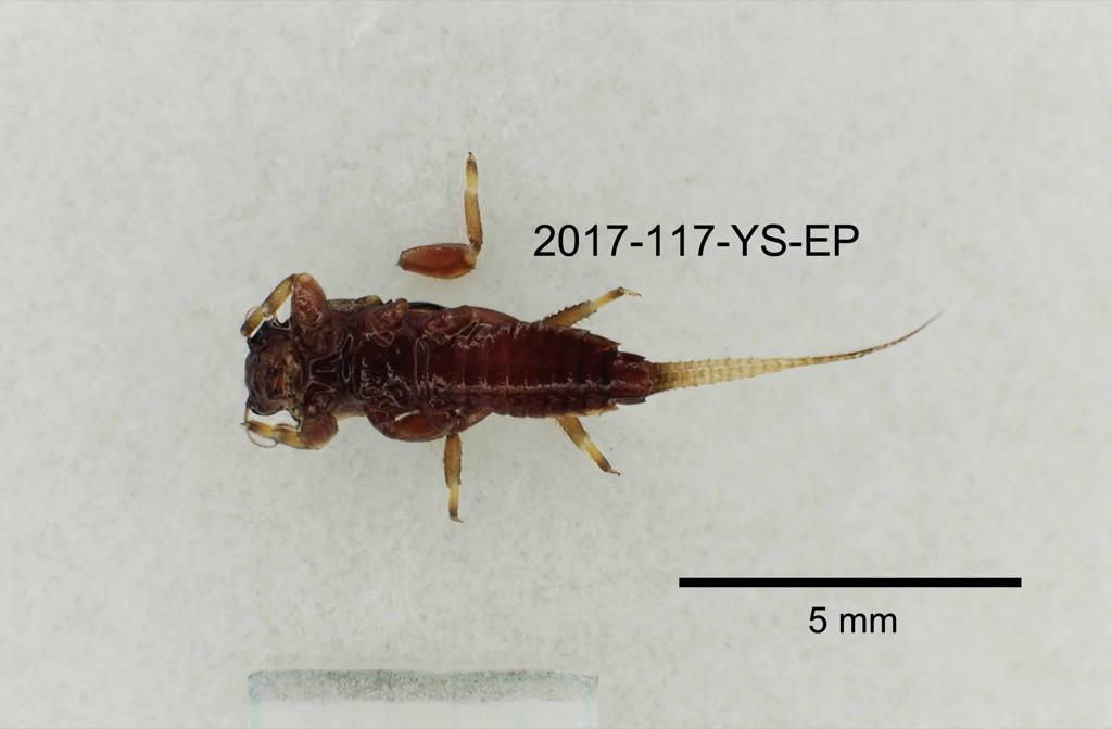 ventral