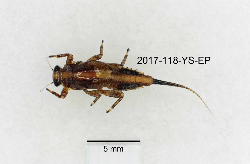 dorsal