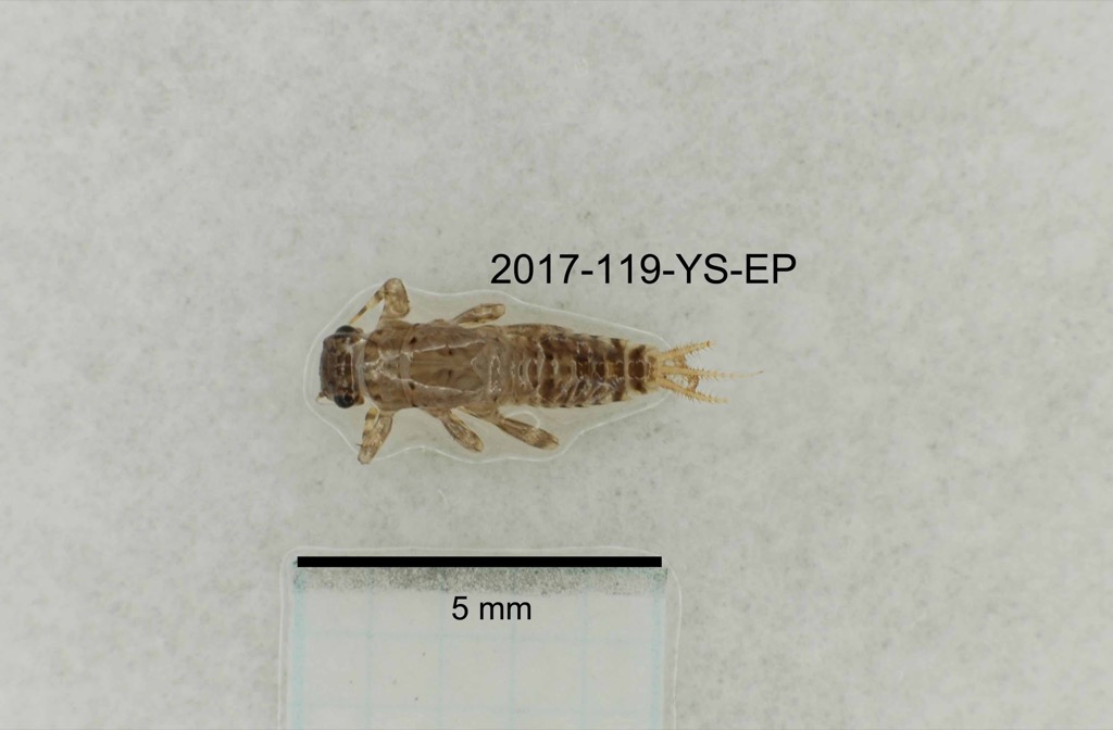 dorsal