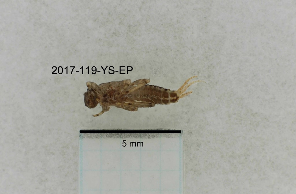 ventral