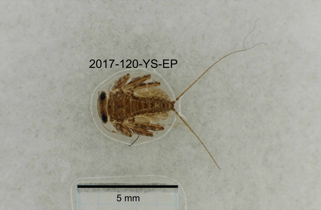 dorsal