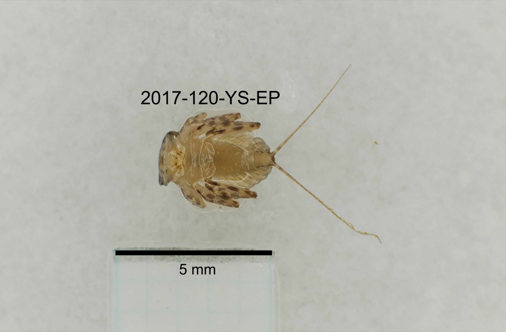 ventral