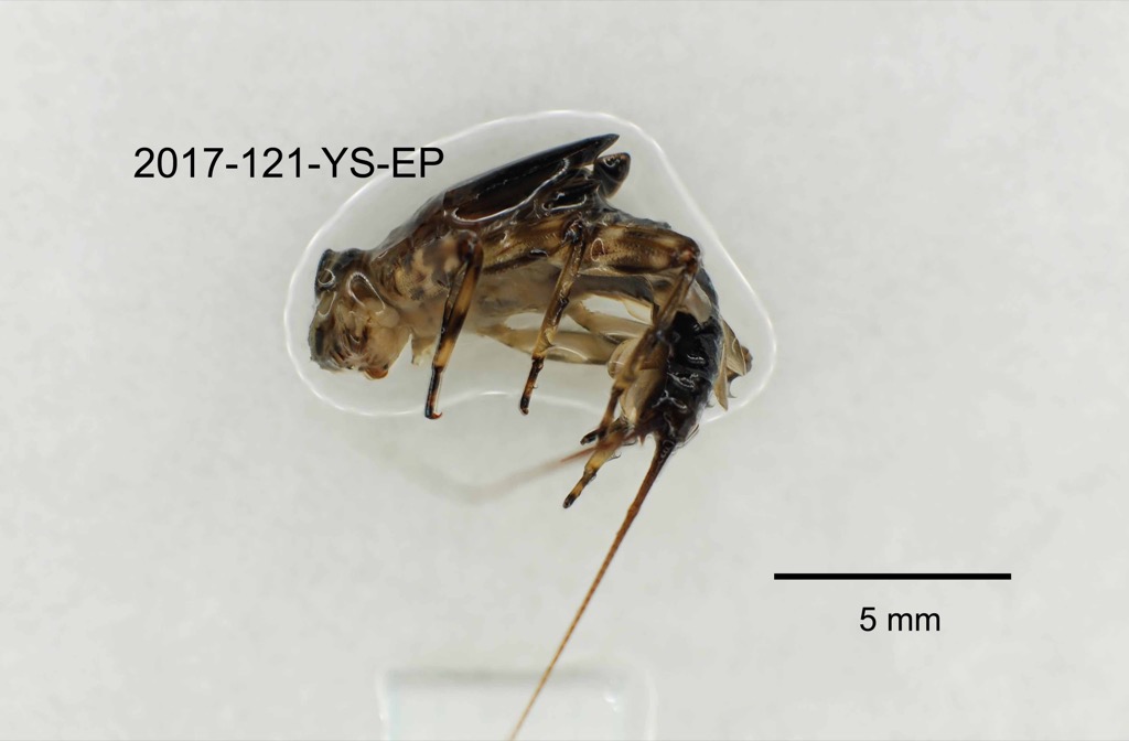 lateral