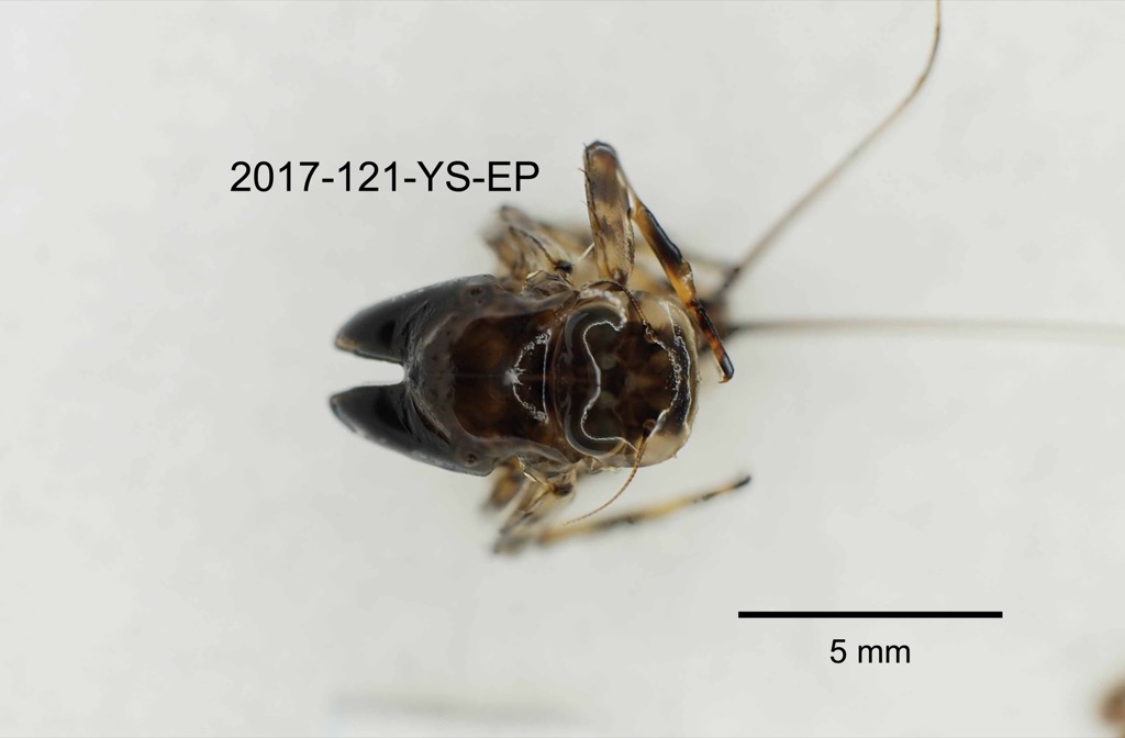 head dorsal