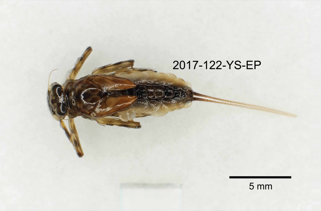 dorsal